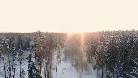 Aerial-footage-of-flying-between-beautiful-snowy-trees-in-the-middle-of-wilderness-in-Lapland-Finland.